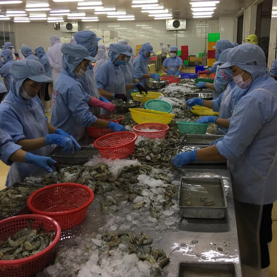 Seafood processing at Anh Khoa Seafoods