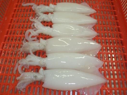 whole cleaned squid frozen
