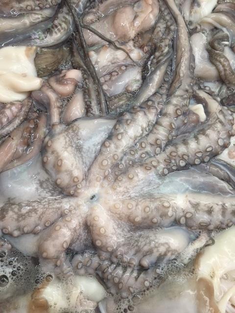 fresh octopus