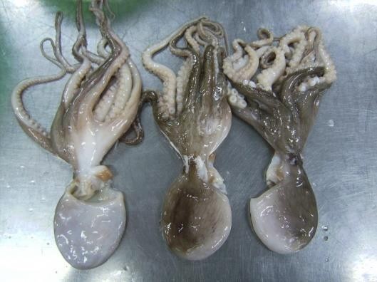 whole cleaned octopus