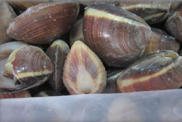 clams (white/brown) meat and shell on